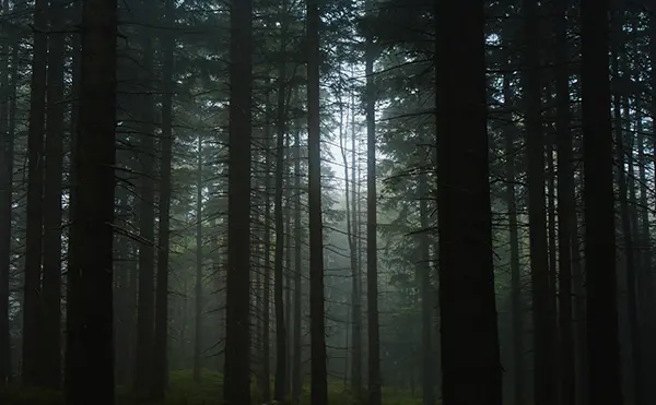 「RUSTIC」のハンドウォッシュ「Foggy Woods」の香りイメージ