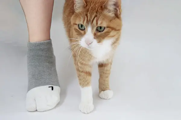 「NECOREPA/」の「脳ある猫は爪隠す ５本指足袋ソックス 靴下猫（アンクル）」