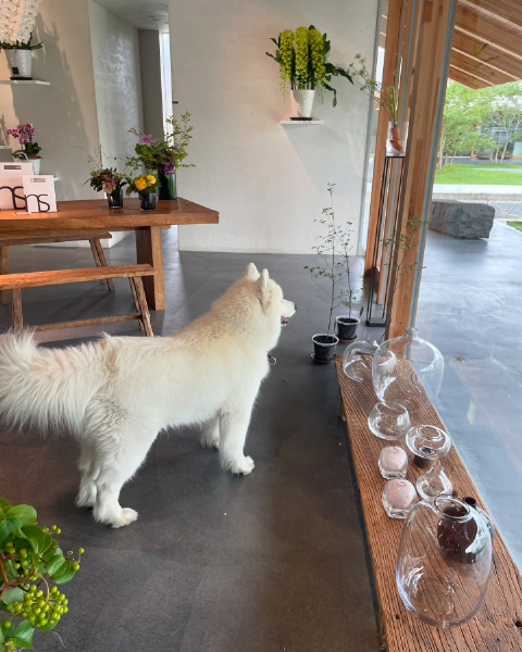 三重県にある「ns komonokaen」のお店の看板犬・サモエドのこころちゃん