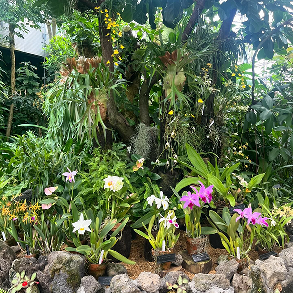 大阪「咲くやこの花館」の植物