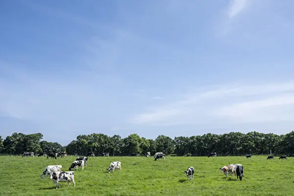 北海道発のチーズケーキ「チーズワンダー」の原材料が作られる北海道日高町の放牧酪農場