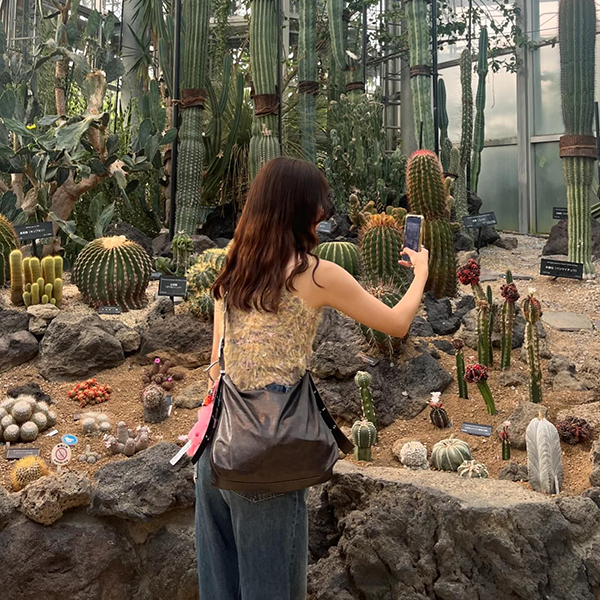 大阪「咲くやこの花館」のサボテン展示