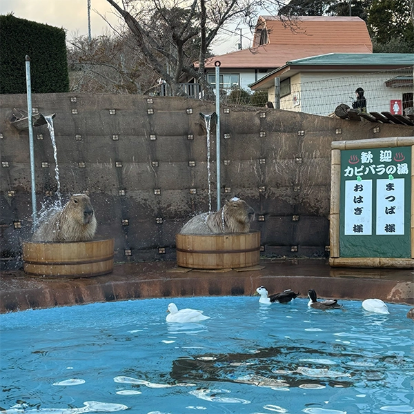 【千葉】マザー牧場で開催中の「カピバラ温泉」