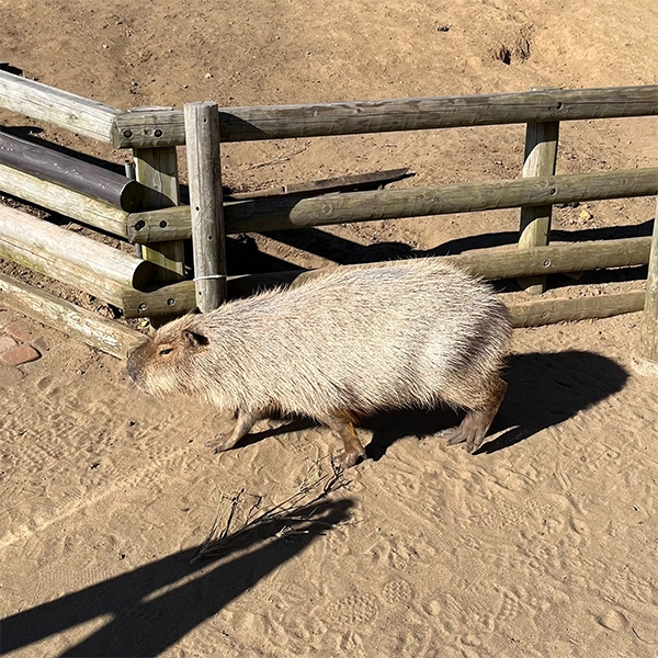 【千葉】マザー牧場のふれあい牧場にいたカピバラ