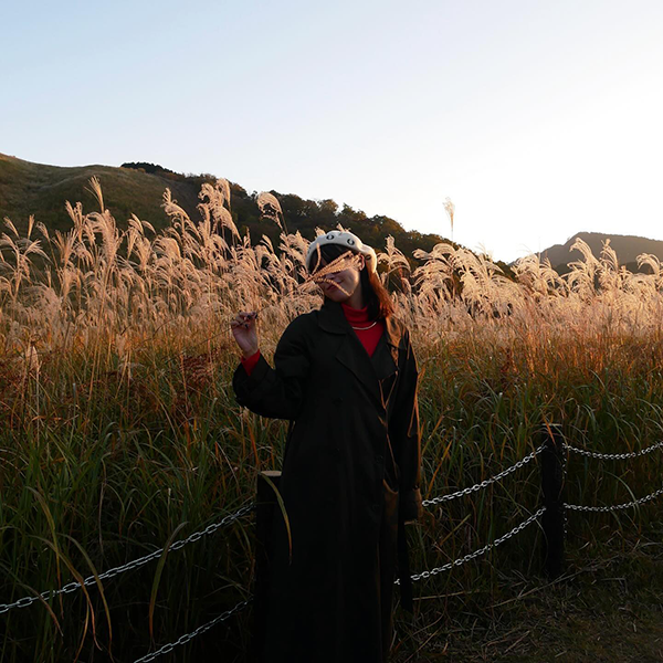 曽爾高原の、夕日に照らされて輝くススキ