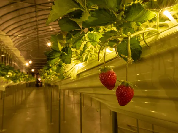 千葉県香取市の農園リゾート「THE FARM 星空いちご園」で楽しめるナイトいちご狩りイメージ