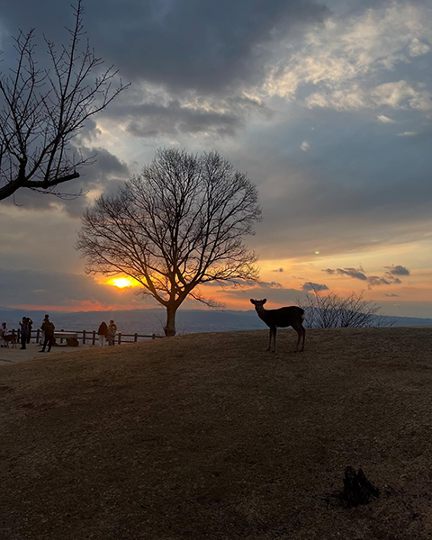 若草山で遭遇できる野生の鹿