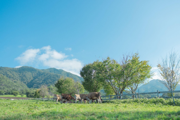 日本最大規模のジャージー牛飼育地域・岡山県真庭市の『蒜山酪農』の放牧イメージ